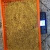 Podnica PVC CRVENA sa sakupljačem peludi,češljem i poletaljkom za LR i DB10 / PVC bee flooring with pollen collection