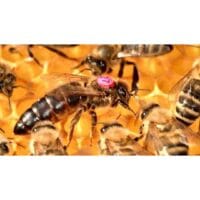 Matice – F UMO ( Umjetno oplođena matica iz vrhunske selekcije ) -matice-pcela-mlade-oplodjene-matice